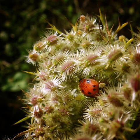 A small ladybug hides in a plant, possibly the seed pods but the photographer lacks the knowledge to identify the part of the plant properly.