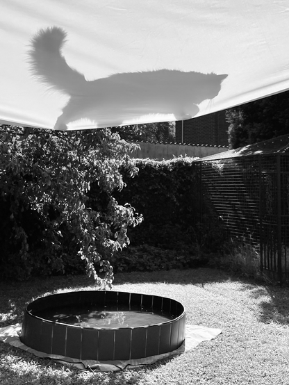 Auf dem Bild sieht man eine schwarz-weiße Aufnahme einer Gartenszene.

Im Vordergrund befindet sich ein runder, schwarzer Pool, der auf einer Decke auf dem Rasen steht und mit Wasser gefüllt ist. Darüber spannt sich ein helles Sonnensegel, auf dem sich ein Schatten abzeichnet: die Silhouette einer Katze, die oben auf der Plane entlangläuft. Der Körper, der buschige Schwanz und sogar die Schnurrhaare der Katze sind durch den Schatten deutlich erkennbar.

Im Hintergrund wachsen Büsche und Bäume, rechts ist ein Zaun sowie ein Gebäude sichtbar. Durch das Licht entsteht ein starker Kontrast, der die Szene fast surreal wirken lässt – besonders durch die Katze, die wie schwebend über dem Pool erscheint.