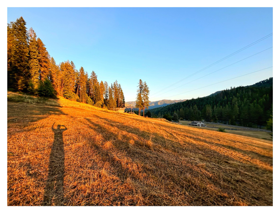 The slope of a hill covered in dry, close-cropped grass, turned golden by the light of the setting sun. Long shadows stretch from the foreground into the distance, including my own elongated shadow as I hold the smartphone in one hand and wave with the other. At the far end of the slope are sunlit fir trees. Beyond the hill, the landscape lies in shadow, with a small distant house by a river and a fir-covered hill rising on the far bank. A few thin power lines cross an otherwise clear blue sky.
