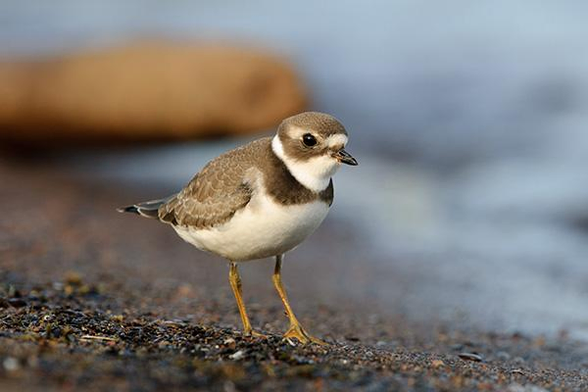The head of the bird is just above and just right of the middle of the photo.
The bird is walking on the shore of Lake Superior.
The bird is walking to the right.