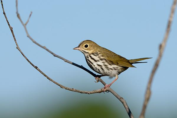 The head of the bird is in the middle and just above the middle of the photo.
The bird is sitting on a small branch and facing to the left.