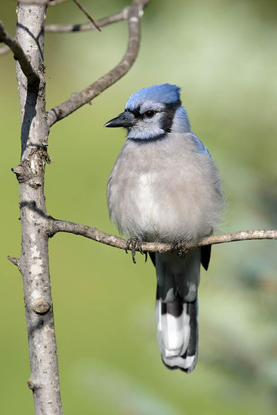 The head of the bird is about one quarter from the top and just right of the middle of the photo.
The bird is facing to the left.