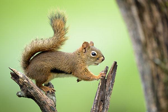 The head of the squirrel is just right and in the middle of the photo.
It is sitting on the top of two branches.
The Squirrel is facing to the right.