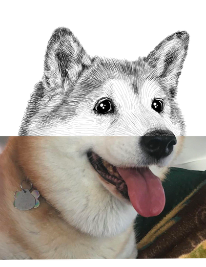 Black and white drawing of a Shiba Inu named Jojo, with the bottom half of the image being the reference.