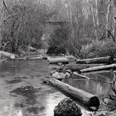 Black and white photo of a stream with fallen logs and rocks, surrounded by bare trees and dense vegetation. Captured on Ilford FP4, this calm scene reflects the serene beauty of Charco De La Pringue in Segura y Las Villas Natural Park.