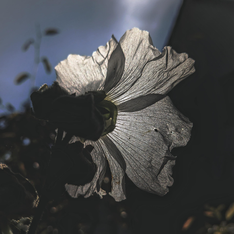 Eine halbtransparente Blüte von hinten, die von vorne von der Sonne beschienen wird.