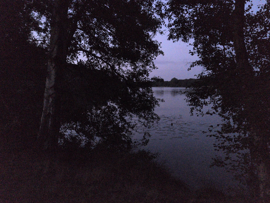 Bäume an einem See.