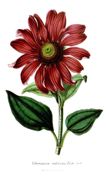 Hand-colored lithograph depicting the red bloom, stem, and leaves of a purple coneflower (Echinacea purpurea, syn. Echinacea intermedia), a plant in the family Asteraceae, native to North America.