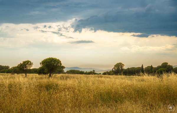 Color photo of a field with high grass, trees in the background, and hills in the distance under a dark cloudy sky from an approaching thunderstorm. 