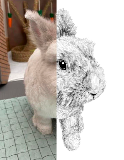 Black and white drawing of a rabbit named Sam, with the right half of the image being the reference.