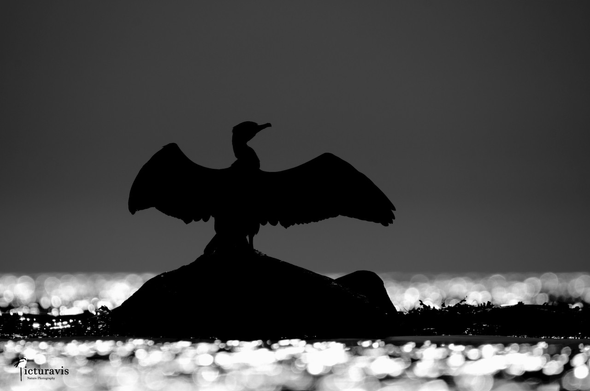 A black and white photo of a cormorant standing on a rock in water. The cormorant and the rock are backlit and completely black. A few aquatic plants and a smaller rock are on the same image plane. In front and behind the rock is water that is brilliantly reflecting the sun a hundred times. The sky in the background is a dark gray.