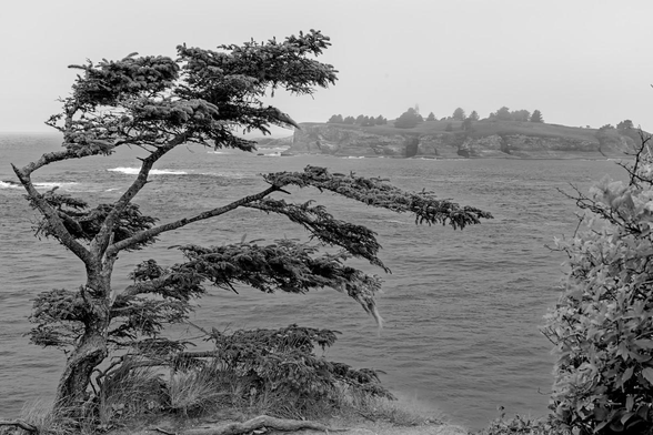 A black and white landscape photo of a wind swept tree on a rocky point above the ocean. The tree is on in the left foreground and is severely swept toward the right from prevailing winds. The ocean with a couple of small waves can be seen on the dark ocean in the middle ground. An island dominates the upper right side of the frame. It is covered in conifer trees with a bare area on the right. Near the center of the island the top of a lighthouse can be seen if one looks closely. 