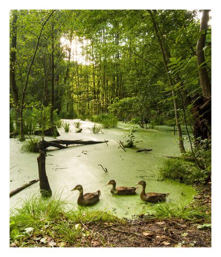 Three ducks in the foreground swimming in a murky green swamp. There is a lot of green foliage in the background. The scene is backlit by the setting sun.