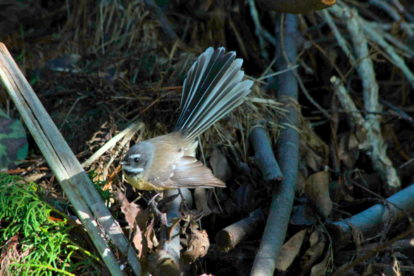 Fantail/ Piwawaka among some branches on the floor.