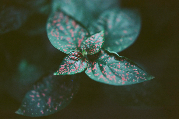 Close-up shot of a small plant, green leaves with pink-red dots. The depth of field is very narrow, which makes everything soft and serene.