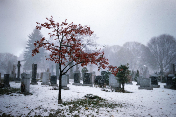 A tree in a cemetery, during a snowy foggy day. Everything looks gray and white, except the leaves of that tree that all turned red.