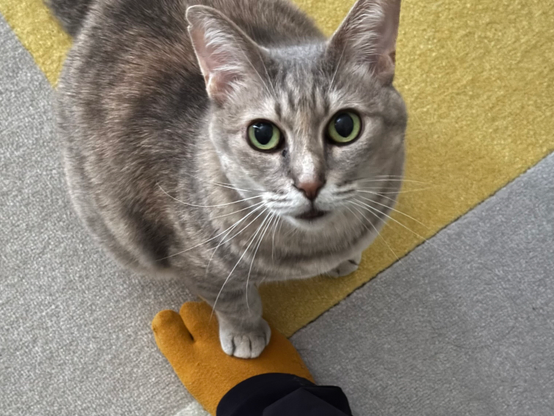 猫に足を踏まれている