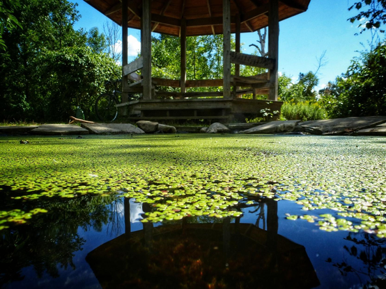 Looking across a small pond bright green vegetation can be seen floating on the water with the area closest to the camera reflecting the gazebo on the other side. Trees can be seen in the background as well as a hazy blue sky.