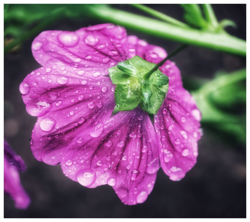 A close-up, high-angle macro photograph shows the underside of a bright purple-pink flower. The petals are covered in a multitude of clear, spherical raindrops. The centre of the flower reveals a star-shaped green calyx and a short stem. The background is blurred, with a dark, earthy tone and a diagonal green stem visible in the top right corner. The photo has a square aspect ratio.