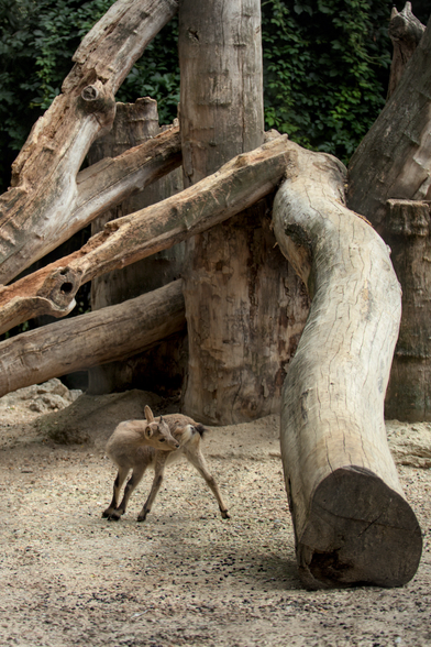 Un tout jeune cerf qui regarde derrière lui, entouré de tronc d’arbre dont l’écorce a été enlevée, et posés pour enrichir l’enclos