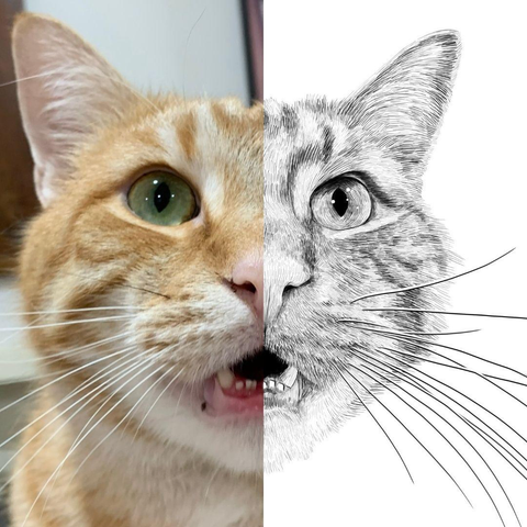 Black and white drawing of a ginger cat named Hanz da Bronze, with the left half of the image being the reference.