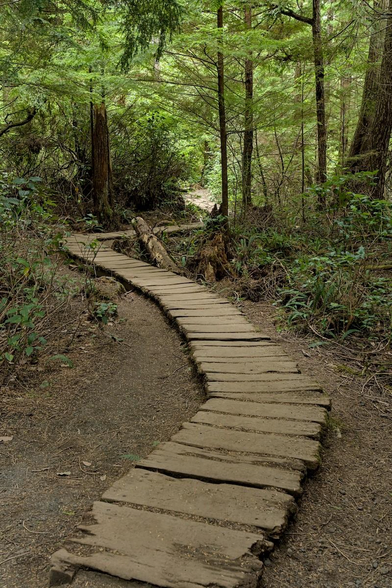 A color portrait photo showing a very well worn wooden walkway through a dense green forest. There's a spot of sunlight in the distance. 