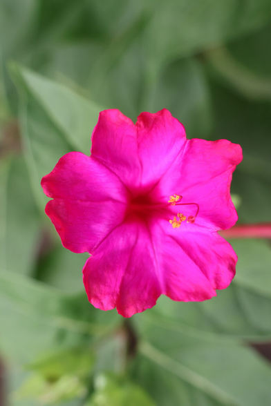 A detailed, eye-level close-up of a vibrant, hot pink flower, likely a Mirabilis jalapa or Four O'Clock flower, in full bloom. The flower has a trumpet shape with five prominent petals radiating outwards from a darker, reddish-pink centre. The petals are soft and velvety in appearance. In the centre, a cluster of yellow anthers and a red stigma are visible. The background is a soft, out-of-focus blur of green leaves. The lighting is natural and even, highlighting the bright colour of the bloom.