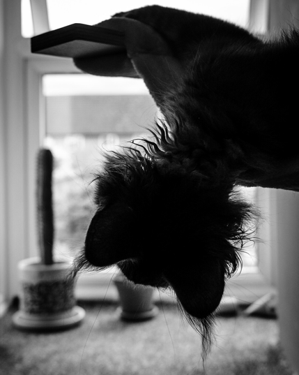 A black and white image. The back of a cats head and neck is drooping out of a cat tree bed. The cat is looking towards a window and is in silhouette. The cats ear tufts and neck fluff can be seen. 