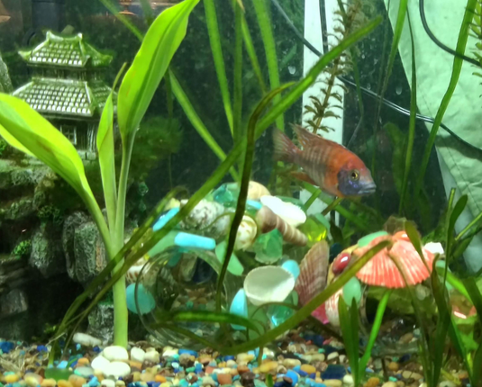 Colorful cichlids swim in a beautiful planted tank with colorful hand made aquarium ornaments