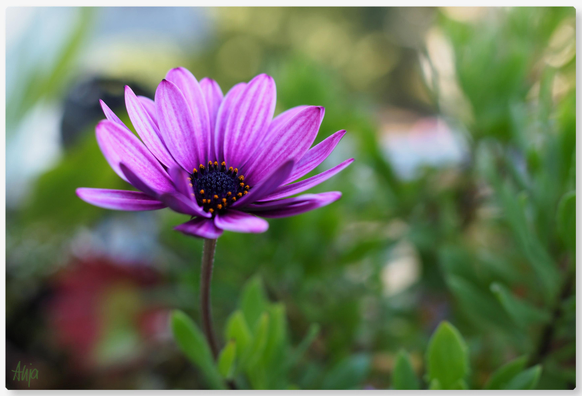 Nahaufnahme einer pink-lilafarbenen Bornholmmargerite in einem Balkonkasten. Der Fokus liegt auf der Blüte, der Rest des Bildes ist unscharf mit schönem Bokeh.
Close-up of a pink and purple Bornholm daisy in a balcony box. The focus is on the flower, the rest of the image is blurred with beautiful bokeh.