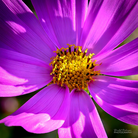 Closeup of the center of a cosmos bloom with pink/purple petals and a yellow center.