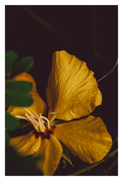 Close-up photograph of a yellow flower with delicate, wrinkled petals and a small cluster of pale stamens at its center. The petals have deep veins and a hint of red at the base, while green leaves partially frame the flower against a dark background.