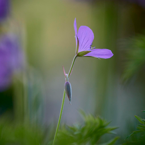 A delicate purple wildflower, most likely a wood cranesbill (Geranium sylvaticum), stands tall against a soft, blurred background of green and violet hues. Its single petal is unfurled with gentle grace, while a slender bud awaits its turn below. Fine veins trace the petals and sepals, and slender stamens extend quietly from the heart of the bloom. Surrounded by feathery foliage, this solitary blossom lifts its face to touch the morning light.