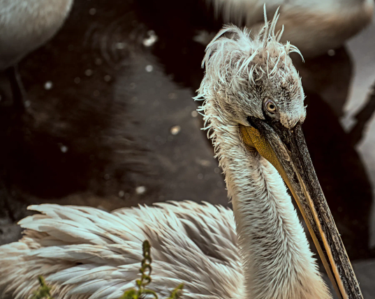 Ein Pelikan schüttelt sich das Wasser aus dem Gefieder. Er ist in der Nahaufnahme zu sehen. 
. 
A pelican shakes the water from its feathers. It can be seen in close-up.
.