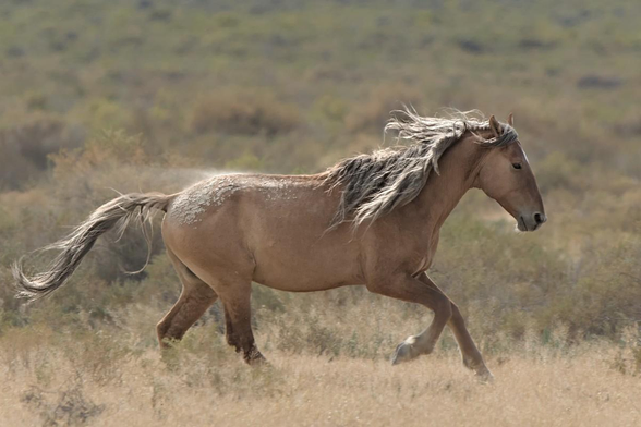 A color landscape photo of a light tan feral horse running toward the right side of the frame. He has a very long salt and pepper mane and tail that is blowing in the wind. A bit of dust is blowing off of his back as he runs. He has cobweb like stripes on his back legs. 