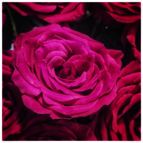 A very close, high-angle shot of a vibrant fuchsia-coloured rose. The rose is in full bloom and occupies most of the frame, with its soft, velvety petals swirling inwards to a tight centre. The deep shadows between the petals and in the background contrast with the bright, almost glowing colour of the rose. Other darker red roses are visible and out of focus in the top and bottom corners, framing the main flower. The image is cropped in a square format with a thin white border.