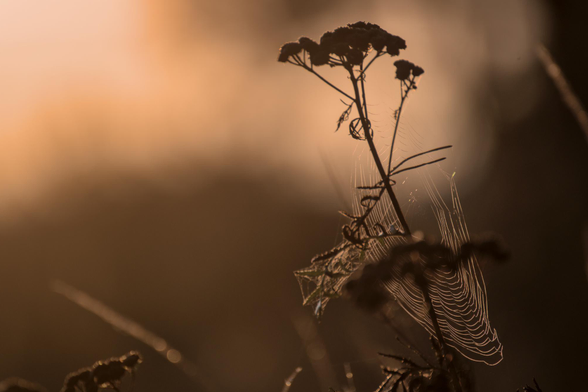 Eine Pflanze mit dünnen, langen Stängeln und kleinen Blüten, die ein Spinnennetz hält. Der Hintergrund ist unscharf und orangefarben.