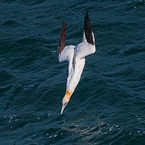A sunlit Gannet with swept back wings dives dart-like towards a dark blue sea.