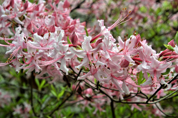 After the Rain

A picture of a deciduous Azalea flowering after a May rain.
As seen at my home in southern Maine.