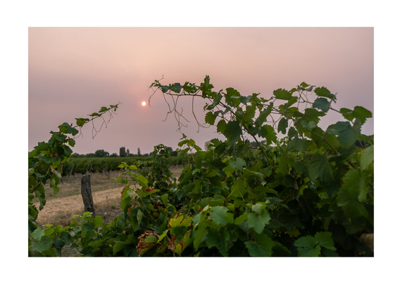 Coucher de soleil entre 2 branches de vignes avec un chemin en arrière plan