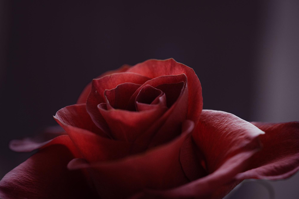 A dark and moody shot of a red rose close-up