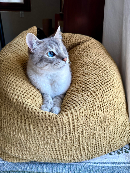 Doots, a one-eyed Lynx Point Siamese cat, lounging in a big gold textured European-style down pillow. He is looking up and to the right, with sun streaming on his face.