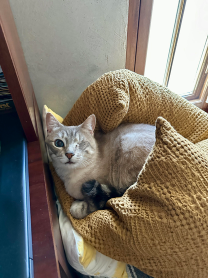 Another angle of Doots, a one-eyed Lynx Point Siamese cat, lounging in a big gold textured European-style down pillow. He has turned around with his back to the window. He is looking up atchu with a cute little smile on his face. 