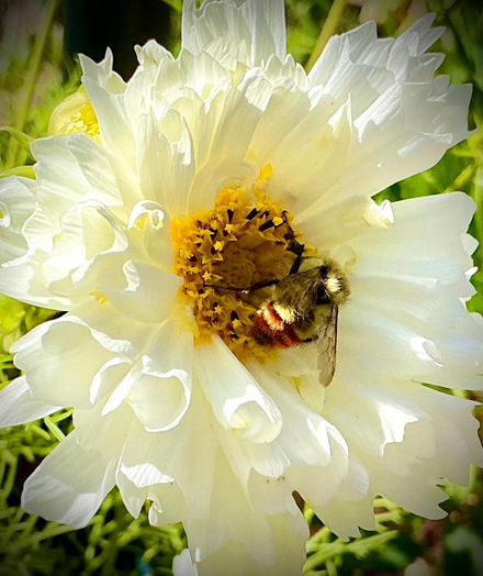 A poem I wrote and  photograph of a frilly white Cosmos flower in my garden. There is a fuzzy bumblebee gathering pollen in the centre of the flower. This photo makes me think of ballerinas in their tutus, could the bee be a ballerina???