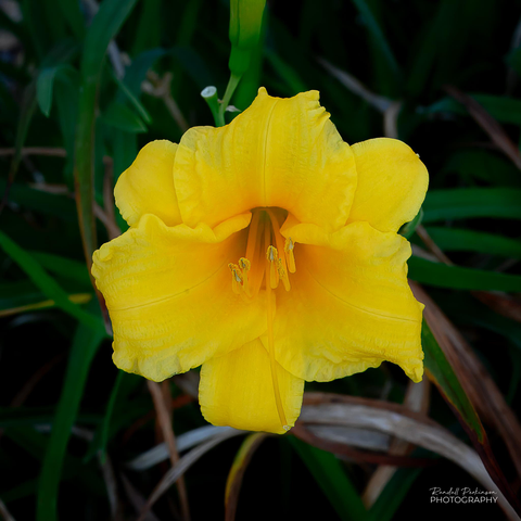 A single bright yellow daylily bloom surrounded by green foliage.