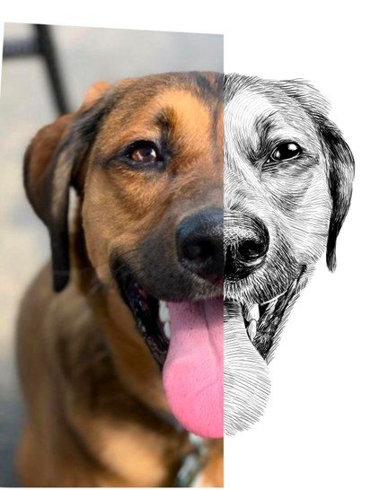 Black and white drawing of a dog named Sawyer, with the left half of the image being the reference.