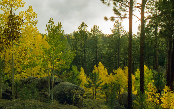 On an overcast day, the sun is getting low in the sky over the pine forest. It's early fall and Aspen trees have started to change to bright yellow. They "pop" as the hazy sun lights them from behind.