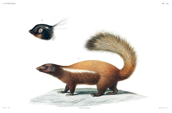 Hand-colored meta engraving depicting a Humboldt’s hog-nosed skunk (Conepatus humboldtii) seen from the side, facing left. 