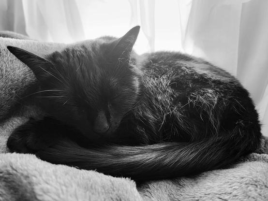 A black cat named Brannagh curled up asleep on a soft, textured blanket, with ears perked up and eyes closed, positioned near a window with soft white curtains.