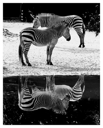 Zwei Zebras stehen an einem See.